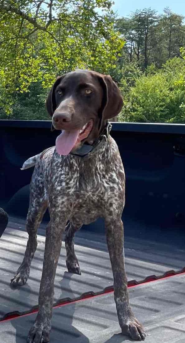 German Shorthaired Pointer Puppies breeder image 9