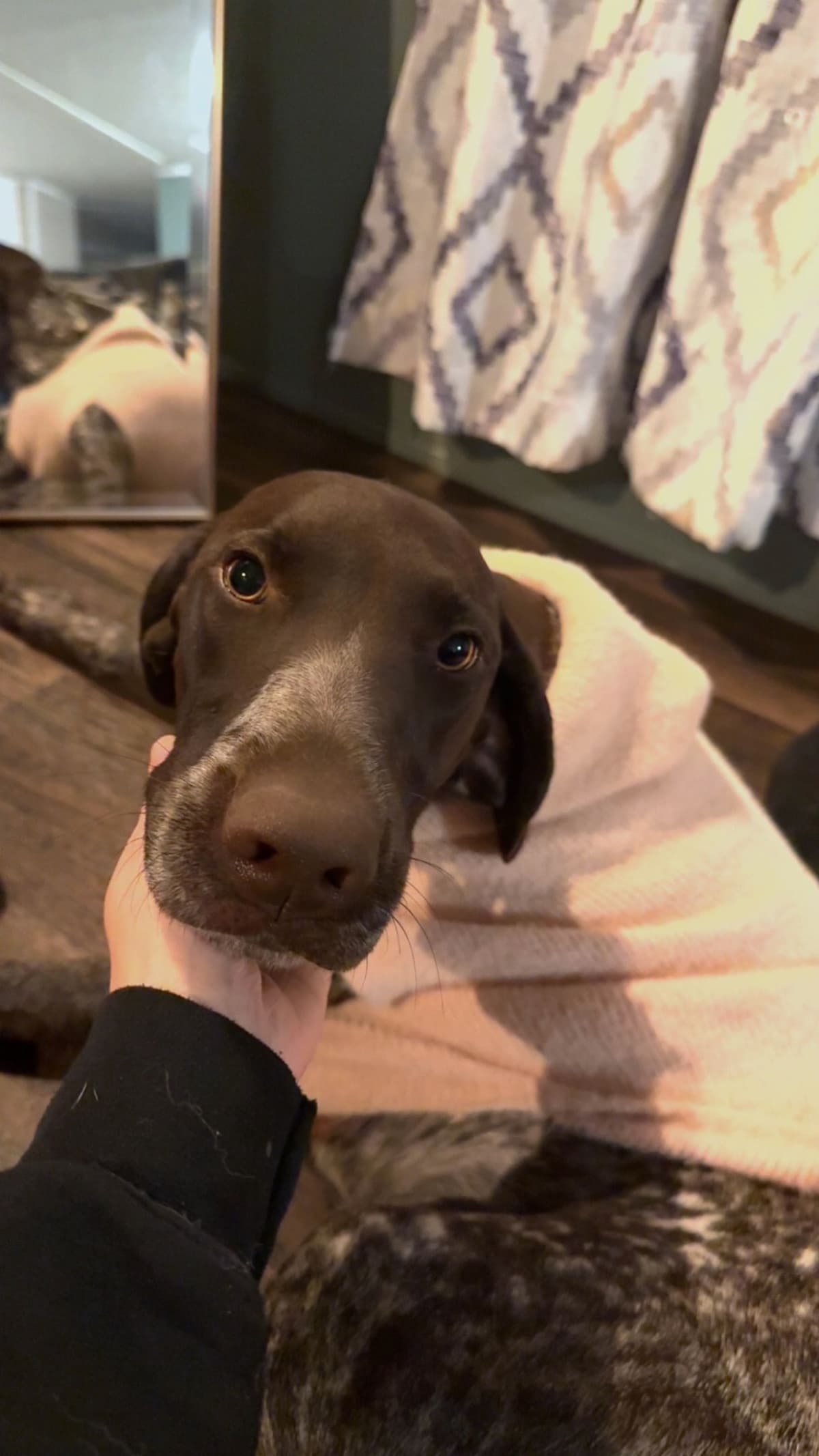 German Shorthaired Pointer Puppies breeder image 10