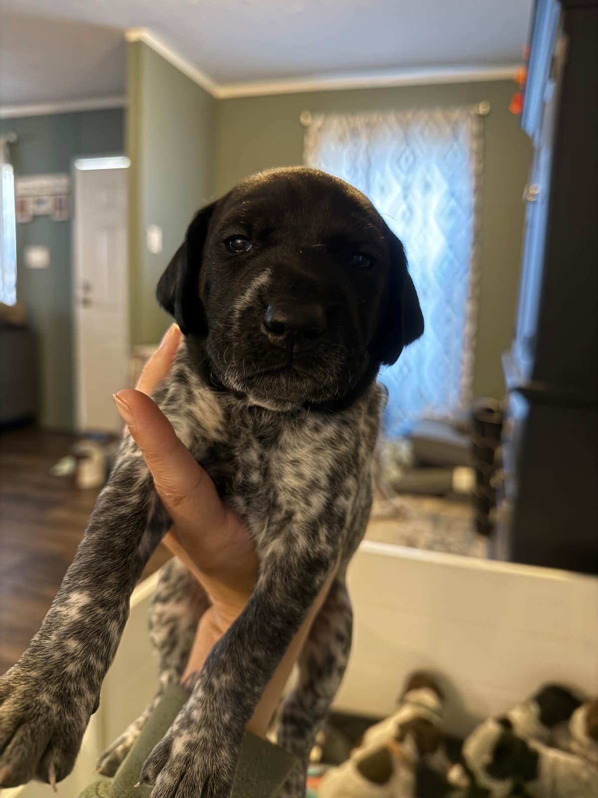 German Shorthaired Pointer Puppies breeder image 13