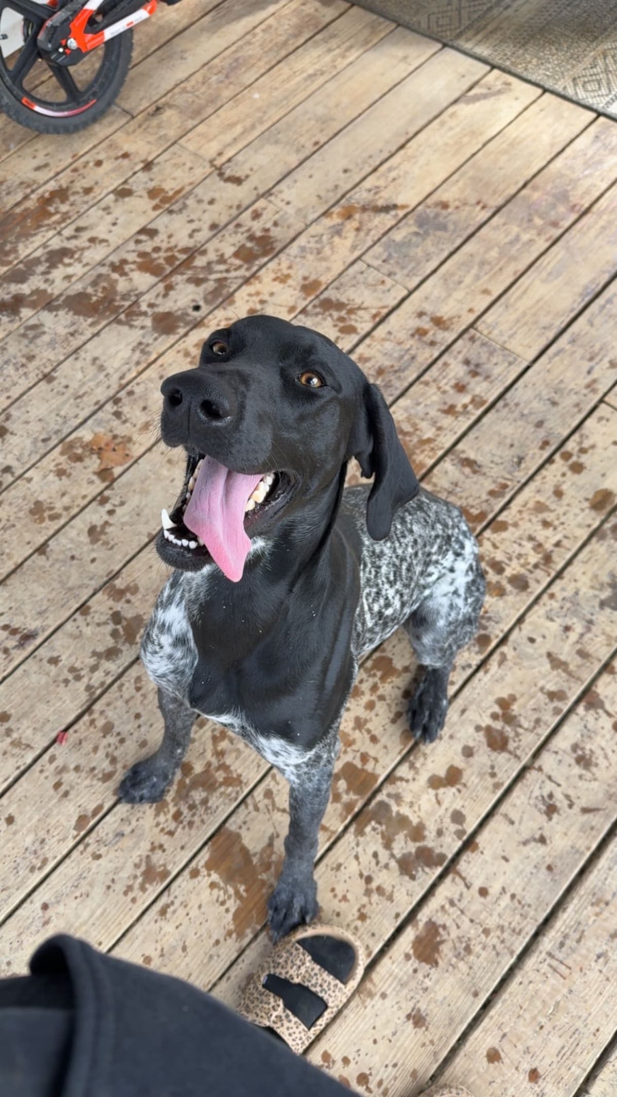 German Shorthaired Pointer Puppies breeder image 6