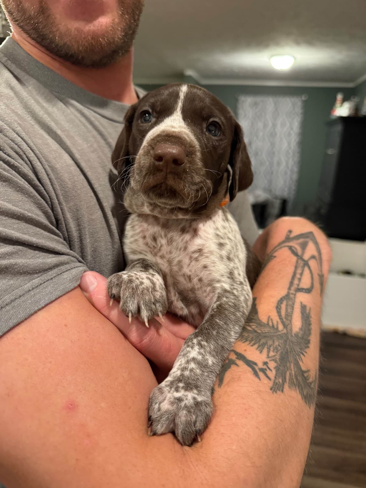 German Shorthaired Pointer Puppies breeder image 14