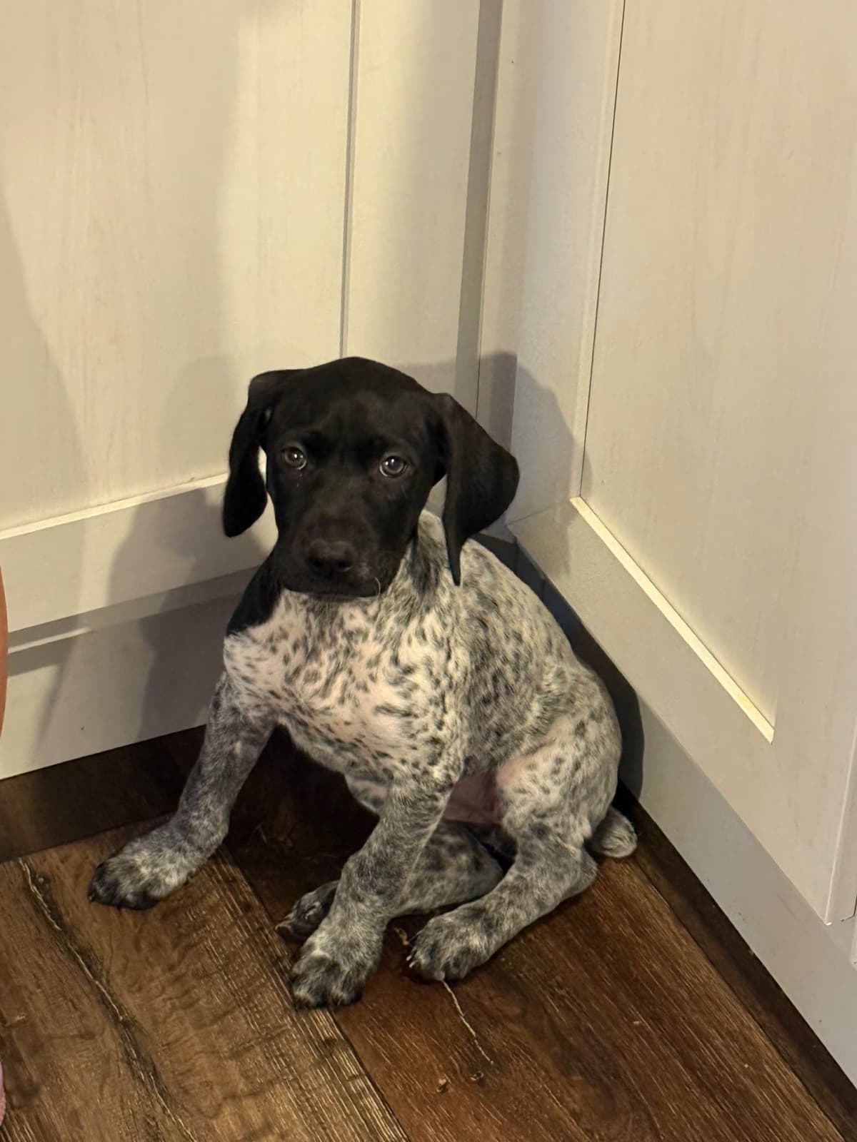 German Shorthaired Pointer Puppies breeder image 15