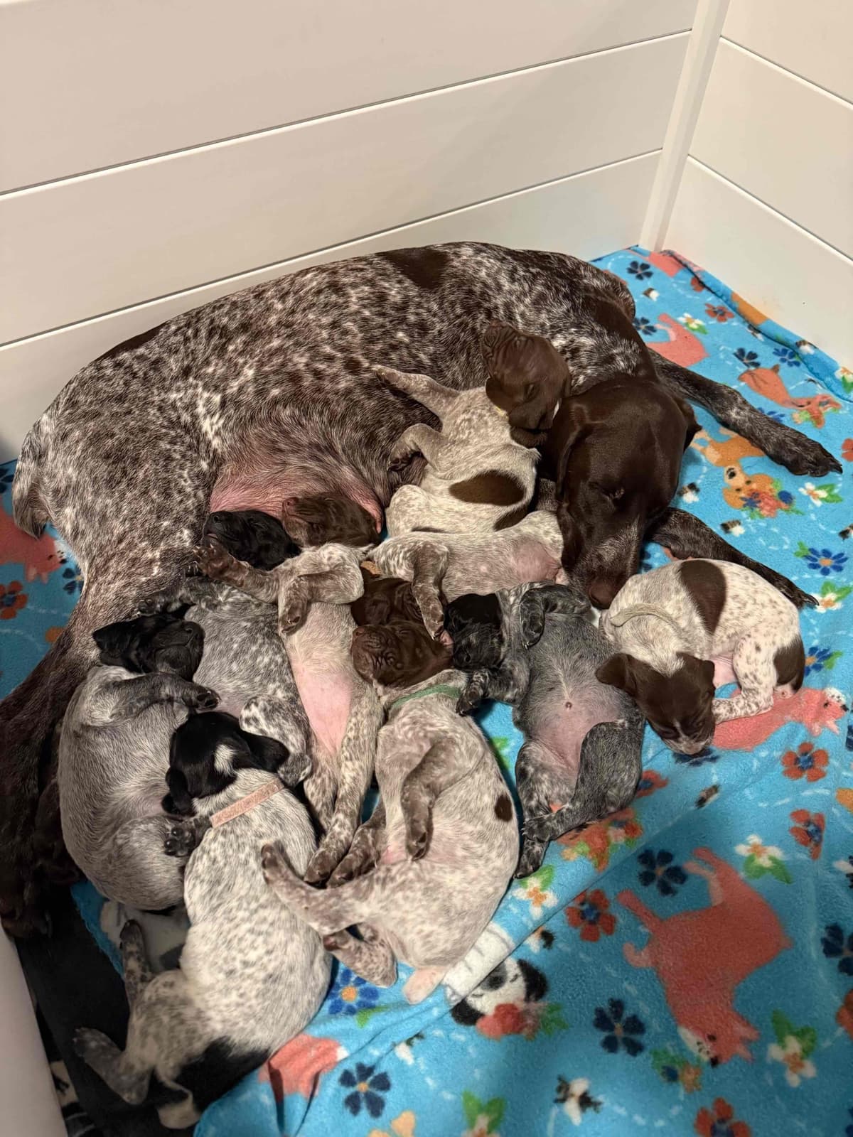 German Shorthaired Pointer Puppies breeder image 17