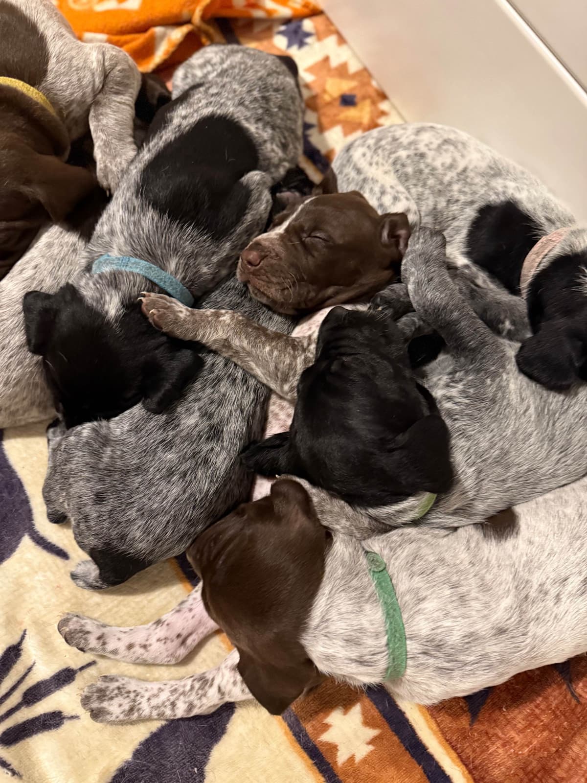 German Shorthaired Pointer Puppies breeder image 16