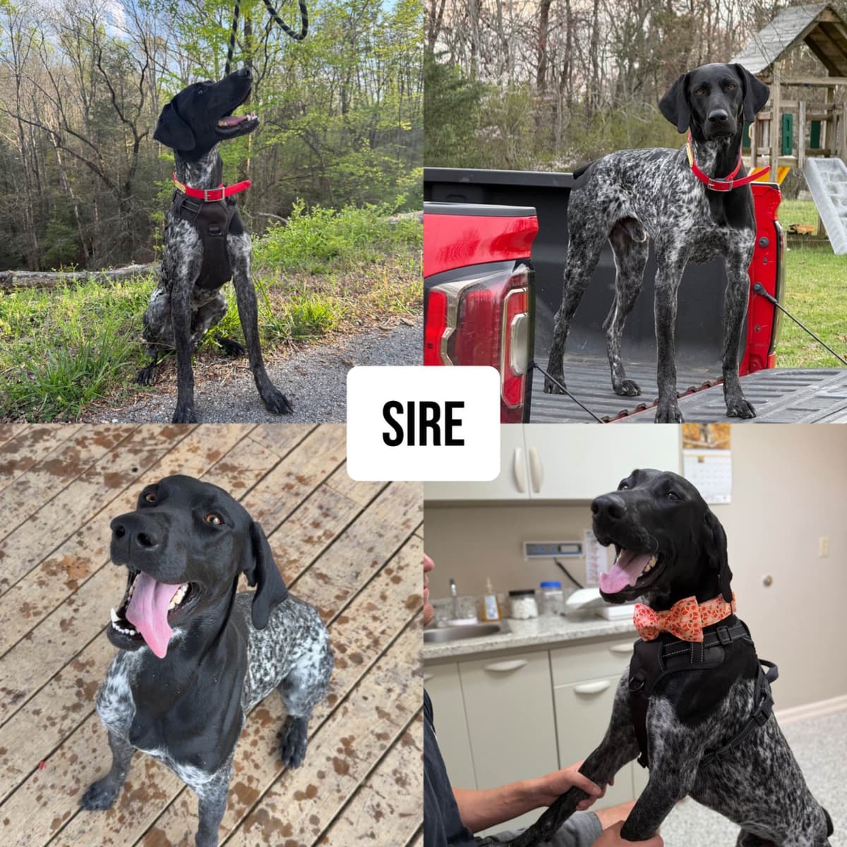 German Shorthaired Pointer Puppies breeder image 1