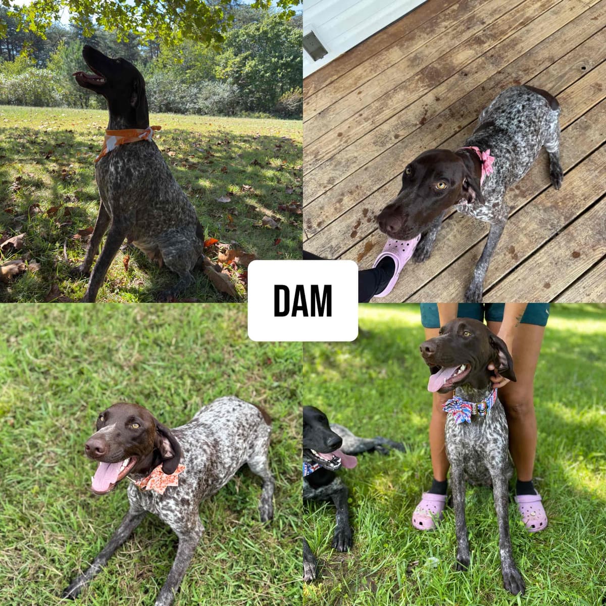 German Shorthaired Pointer Puppies breeder image 2