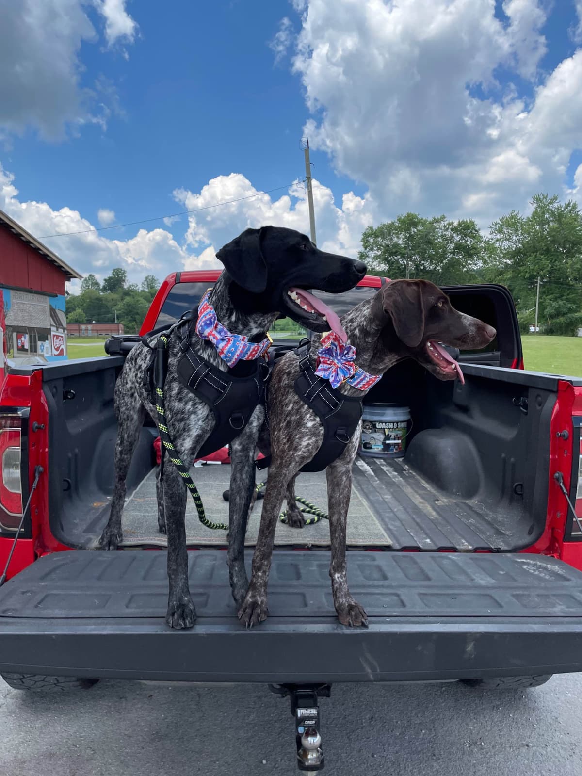 German Shorthaired Pointer Puppies breeder image 4