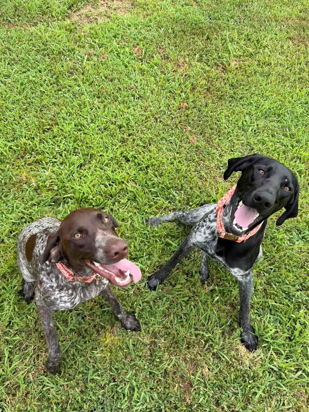 German Shorthaired Pointer Puppies breeder image 3