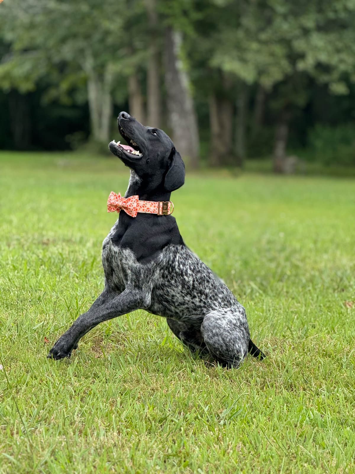 German Shorthaired Pointer Puppies breeder image 8