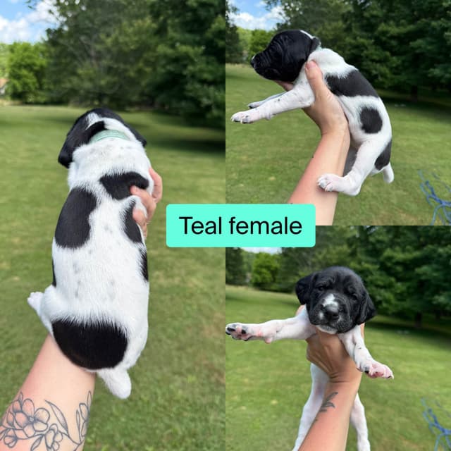 German Shorthaired Pointer Puppies media 3