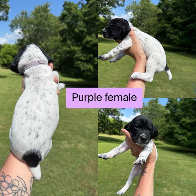 German Shorthaired Pointer Puppies media 2