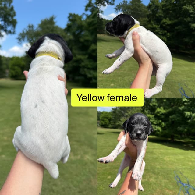 German Shorthaired Pointer Puppies media 4