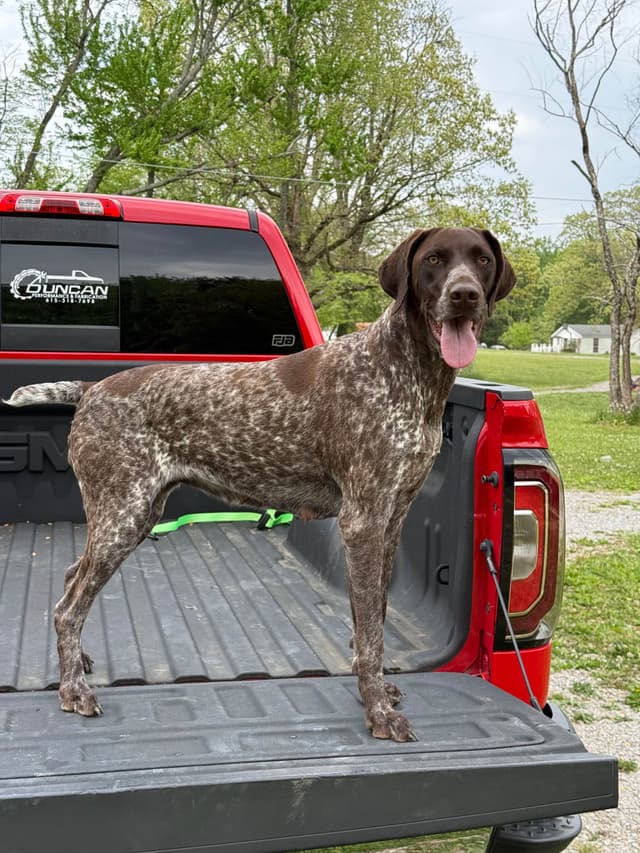 German Shorthaired Pointer Puppies media 12