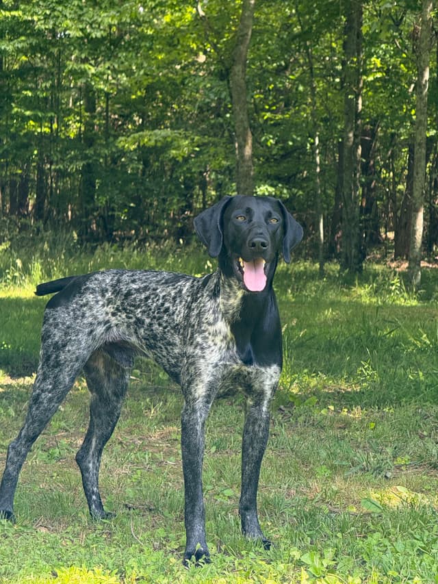German Shorthaired Pointer Puppies media 11