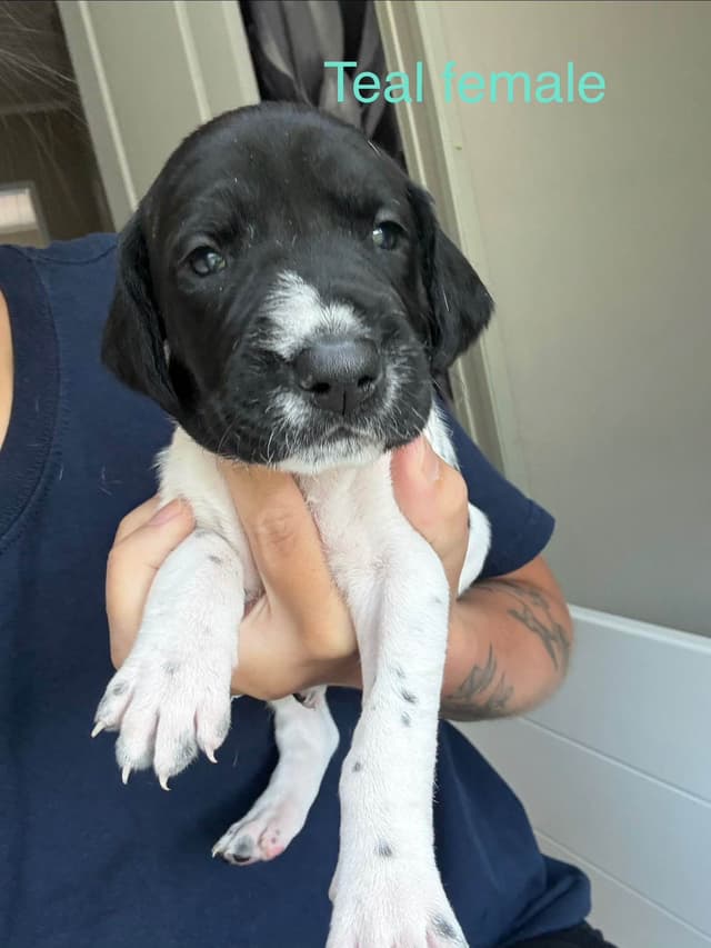German Shorthaired Pointer Puppies media 5