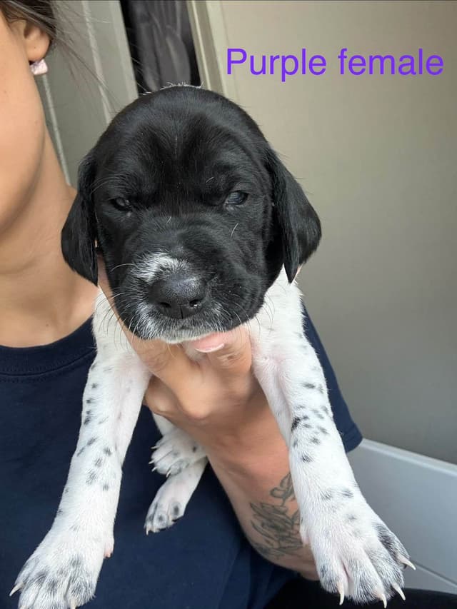 German Shorthaired Pointer Puppies media 7