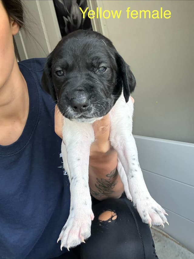 German Shorthaired Pointer Puppies media 6