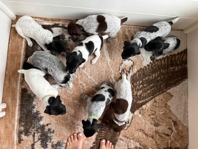 German Shorthaired Pointer Puppies media 9