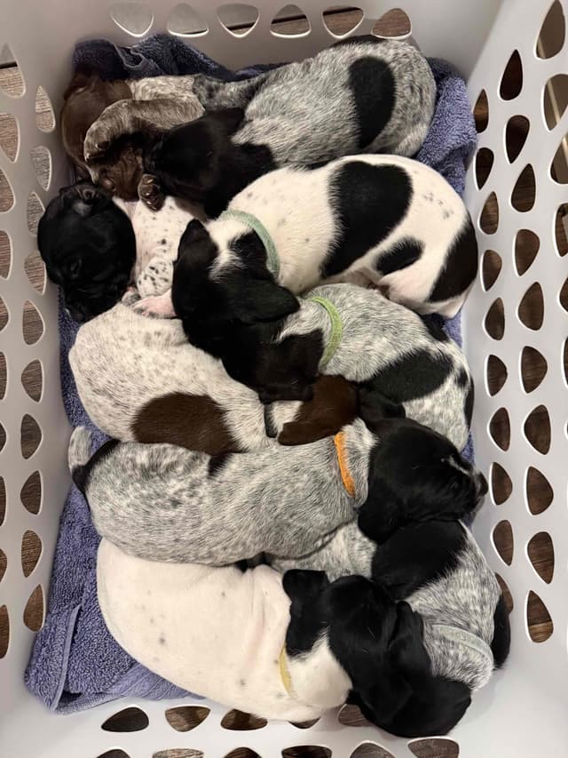 German Shorthaired Pointer Puppies media 10