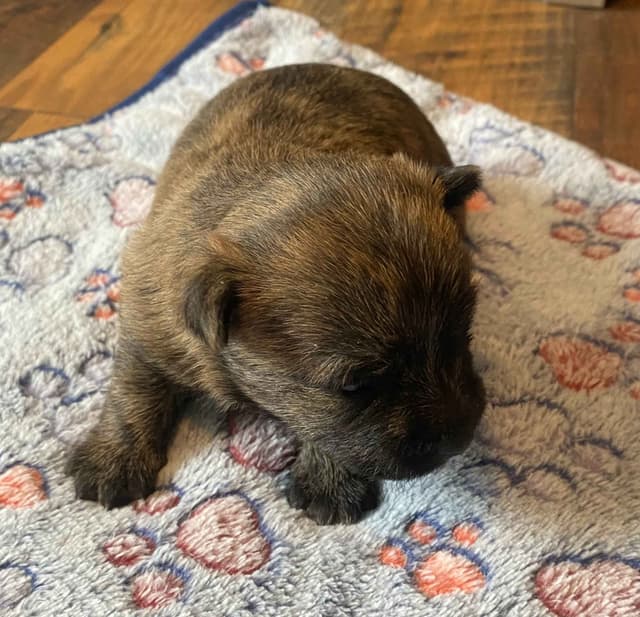 Cairn Terrier Puppies media 12