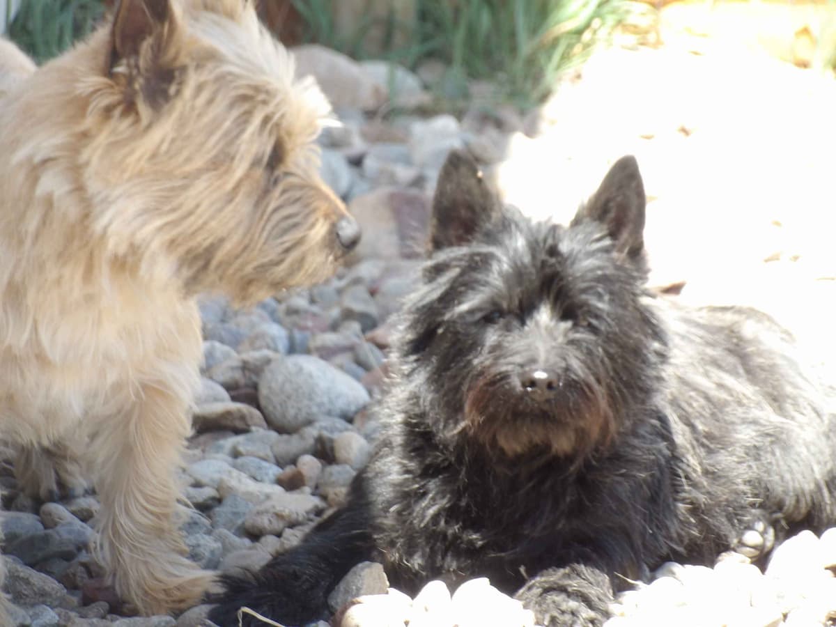 Cairn Terrier Puppies breeder image 1