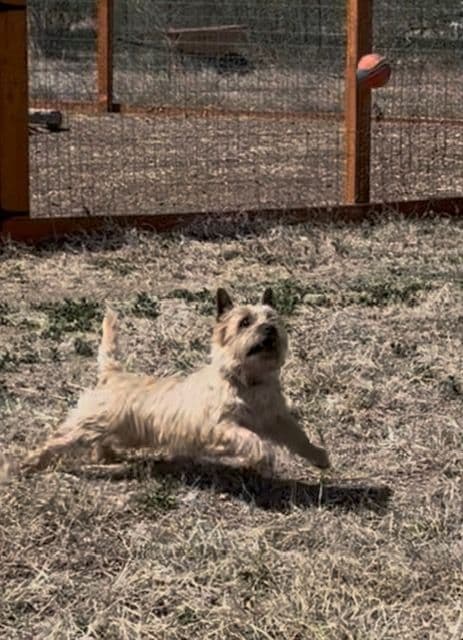 Cairn Terrier Puppies media 16