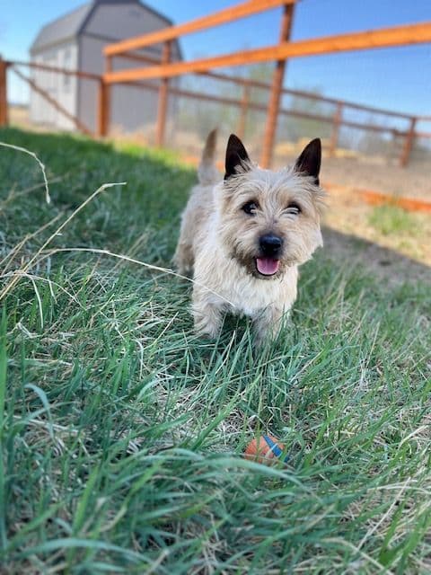 Cairn Terrier Puppies media 15