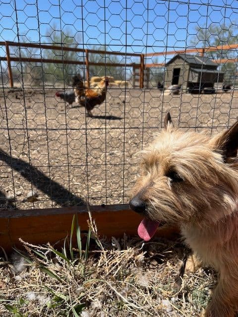 Cairn Terrier Puppies media 14