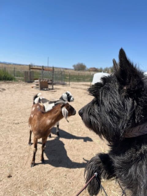 Cairn Terrier Puppies media 18
