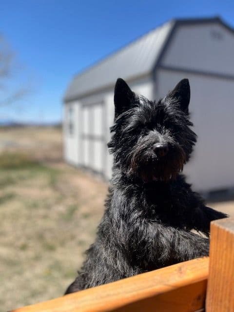 Cairn Terrier Puppies media 19