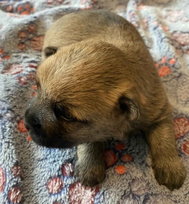 Cairn Terrier Puppies media 7