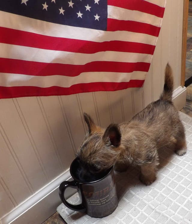Cairn Terrier Puppies media 5