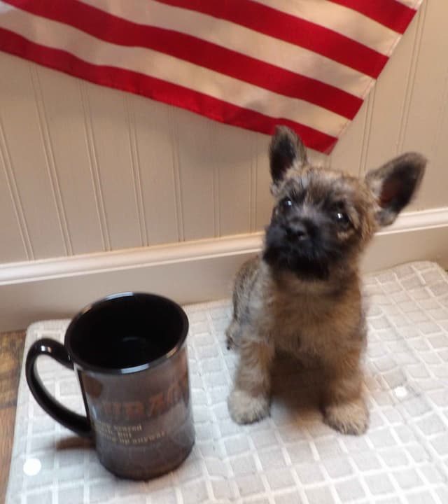 Cairn Terrier Puppies media 6