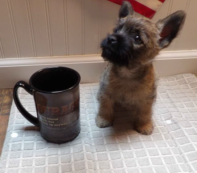 Cairn Terrier Puppies media 3