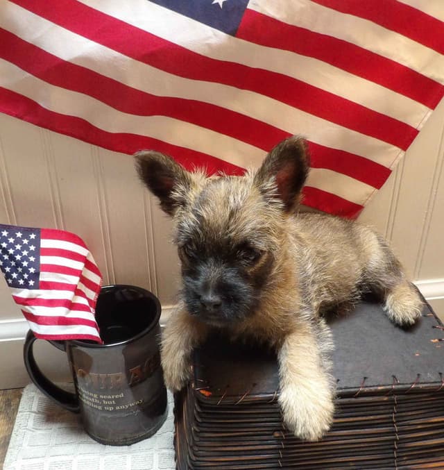 Cairn Terrier Puppies media 4
