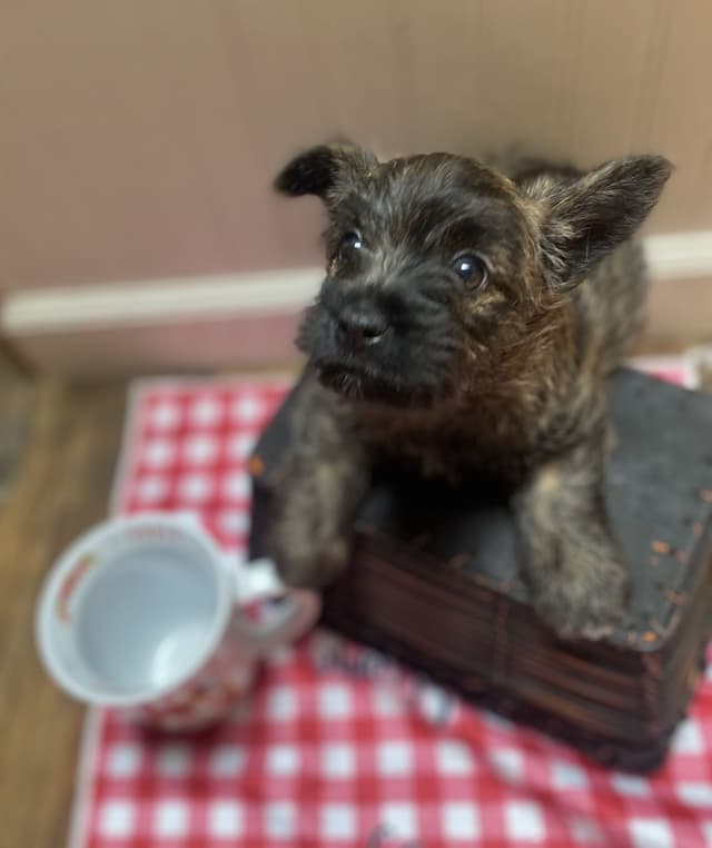 Cairn Terrier Puppies media 13