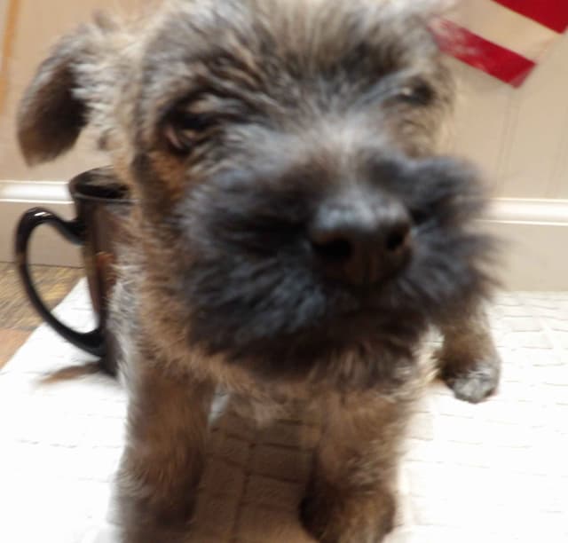 Cairn Terrier Puppies media 9