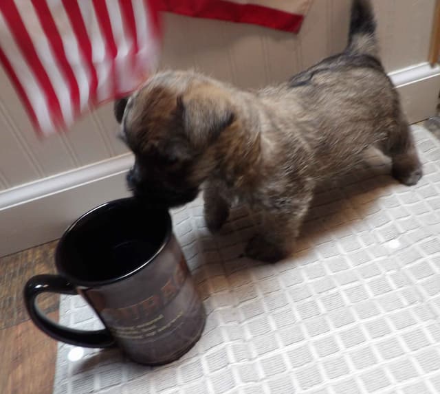 Cairn Terrier Puppies media 11