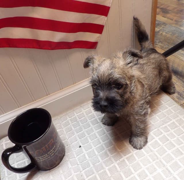 Cairn Terrier Puppies media 10