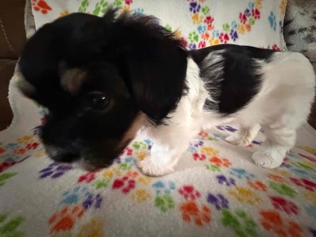 Havanese Puppies media 3