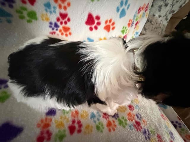 Havanese Puppies media 4