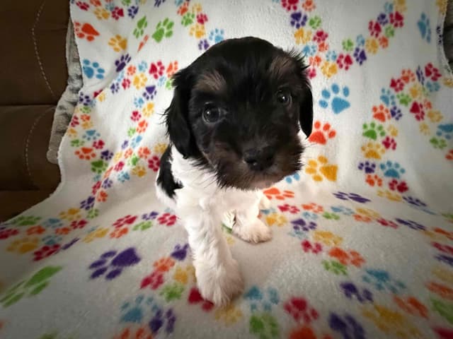 Havanese Puppies media 5