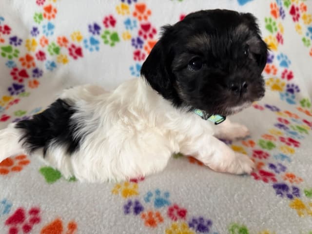 Havanese Puppies media 6