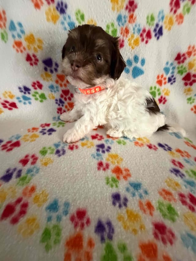 Havanese Puppies media 7