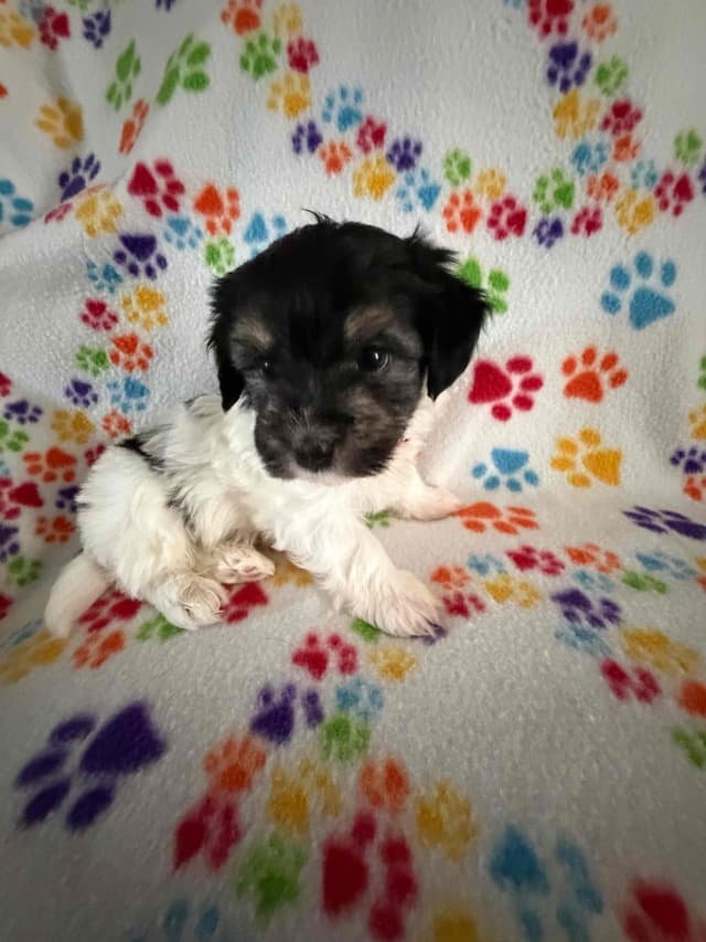 Havanese Puppies media 8