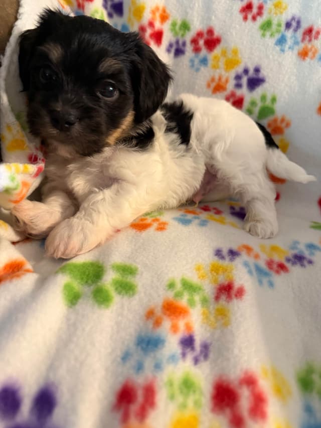 Havanese Puppies media 10