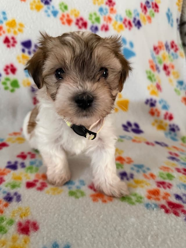 Havanese Puppies media 13