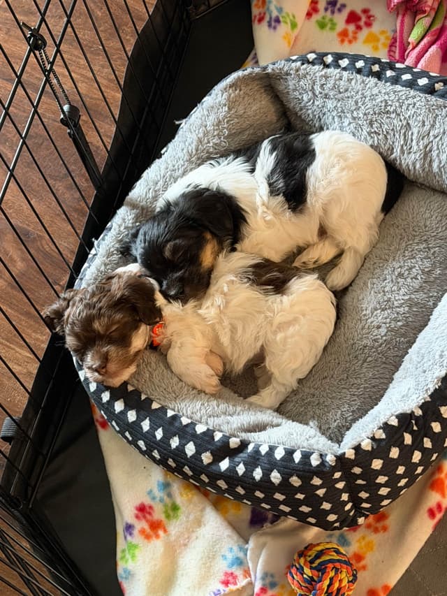 Havanese Puppies media 14
