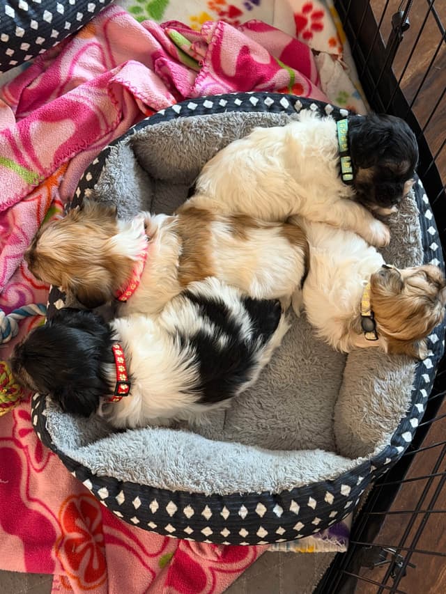 Havanese Puppies media 15