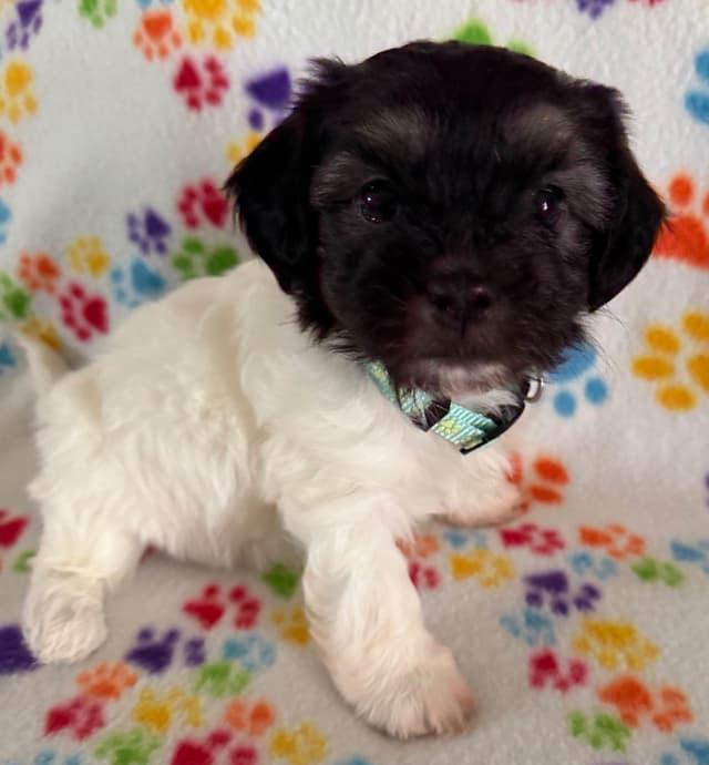 Havanese Puppies media 16
